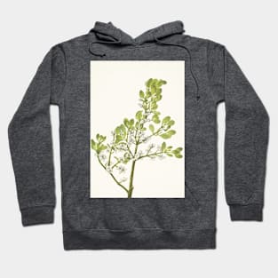 American mistletoe - Botanical Illustration Hoodie